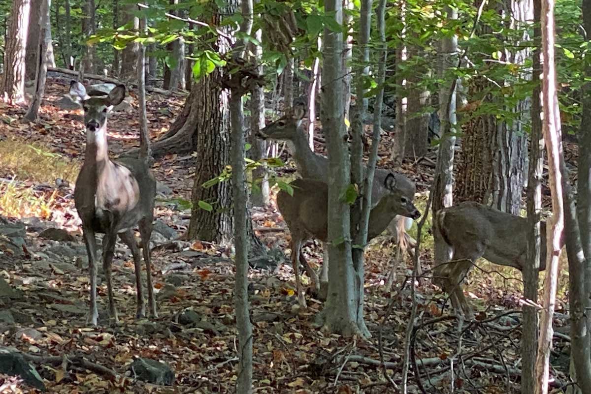 Deer, Forest Ecology, Staten Island