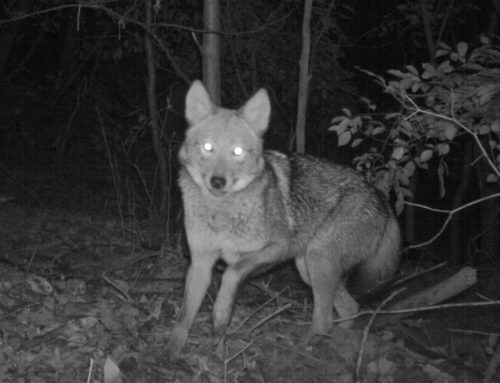 Eastern Coyotes: Coming to Your Neighborhood