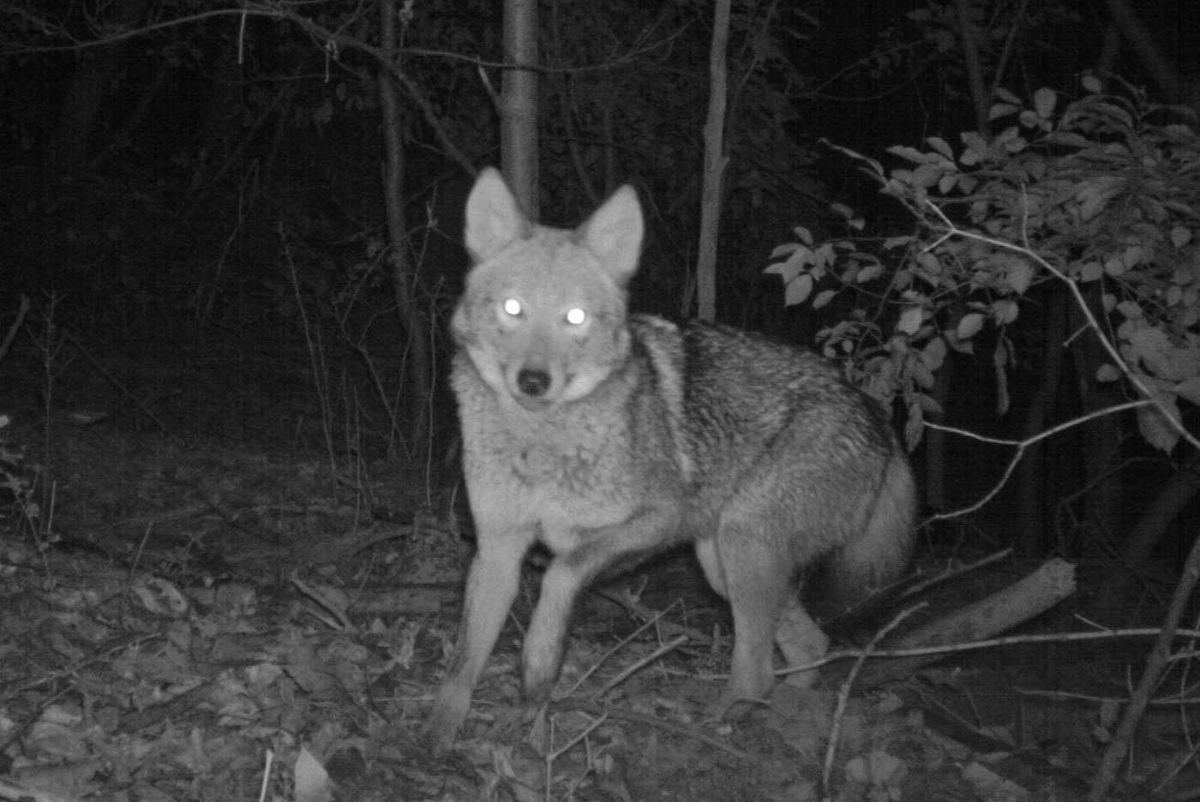coyote at night new york