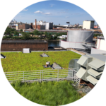 green roof image